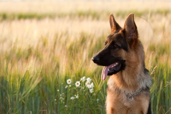 German Shepherd sat in a field