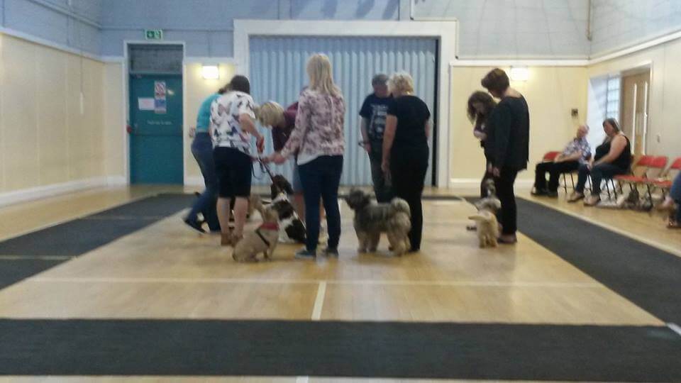 Expert dog trainer in Mansfield SuttonInAshfield Good Dog