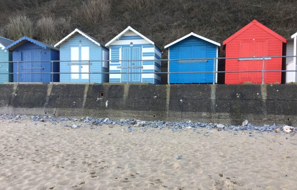 Blue and Red Sheds by the Sea
