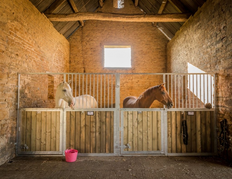 Horses in a Pen Together.