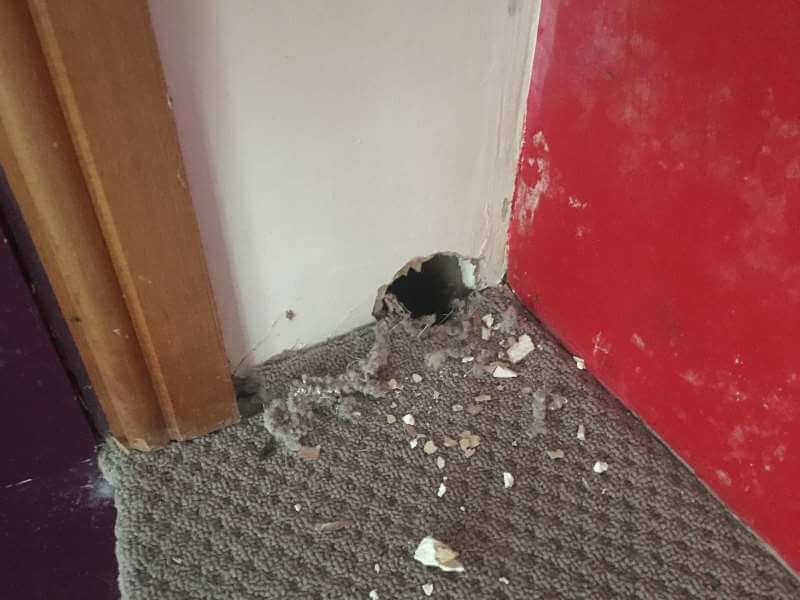 Rat hole in plastered wall