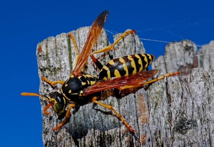 Wasp sitting on wooden post