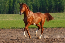 horse trotting