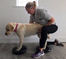 Woman performing physio on dog.