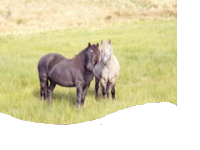Pony time 