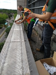 workers installing bird proofing measure