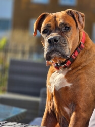 Such a beautiful girlie. Rest now baby, Moo mins always in my thoughts & forever in my heart i miss u so so much 💔