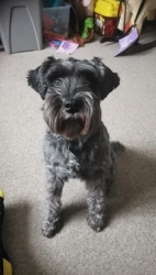 Yoda Our special little furbaby. Taken far to soon. Run free my gorgeous girl. XxX