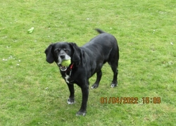 Ben was a beautiful black labrador aged 15-16.  After being rescued and lovingly cared for by the RSPCA and then fostered by 'Sandra & Geoff', he spent a wonderful, happy and joyous 3 years with us.  It was an honour and a privilege to have cared for him.  We loved and adored him.   Stan & Jenni xx 