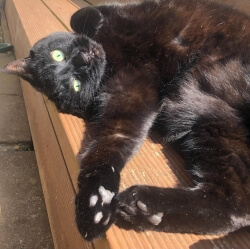 To put it bluntly, Purdy was our world. She came into our lives in 2020, at a time when we, as a family, needed her most - although, at the time, we didn't know that. For the past five years, she has been our constant companion, our little shadow and our baby. I've never loved anyone or anything as much as her. We will spend a lifetime missing her: her little paws, her shiny coat that shines brown under the sun, and her small charms - the timid meows when she would see a seagull, the cheeky way she'd rub her nose against your palm when you wanted attention. Purdy, wherever you are, please know I will always love you.