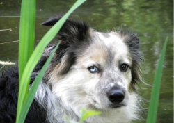 A one in a million dog, we shall miss him terribly, forever in our hearts xxx