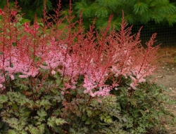 ASTILBE DELFT LACE (PINK)