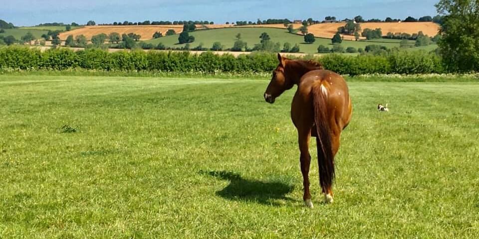 A Horse in a Field