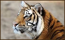 Tiger at Paignton Zoo
