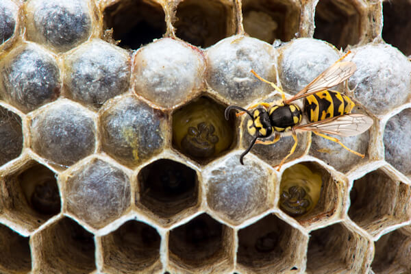 Wasp on Nest