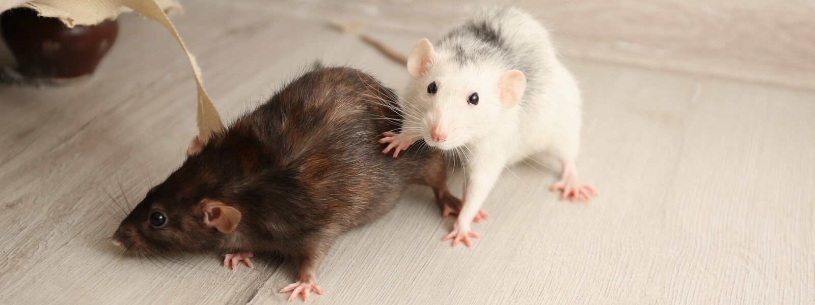 Rats and Mice destroying furniture in household