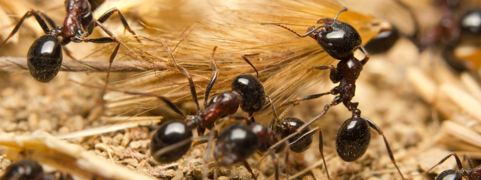 Ants dragging vegetation to the colony