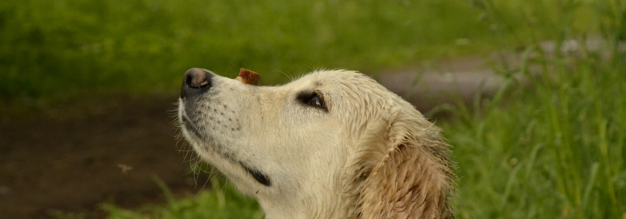 The puppy performs the commands of the host, obedience training.