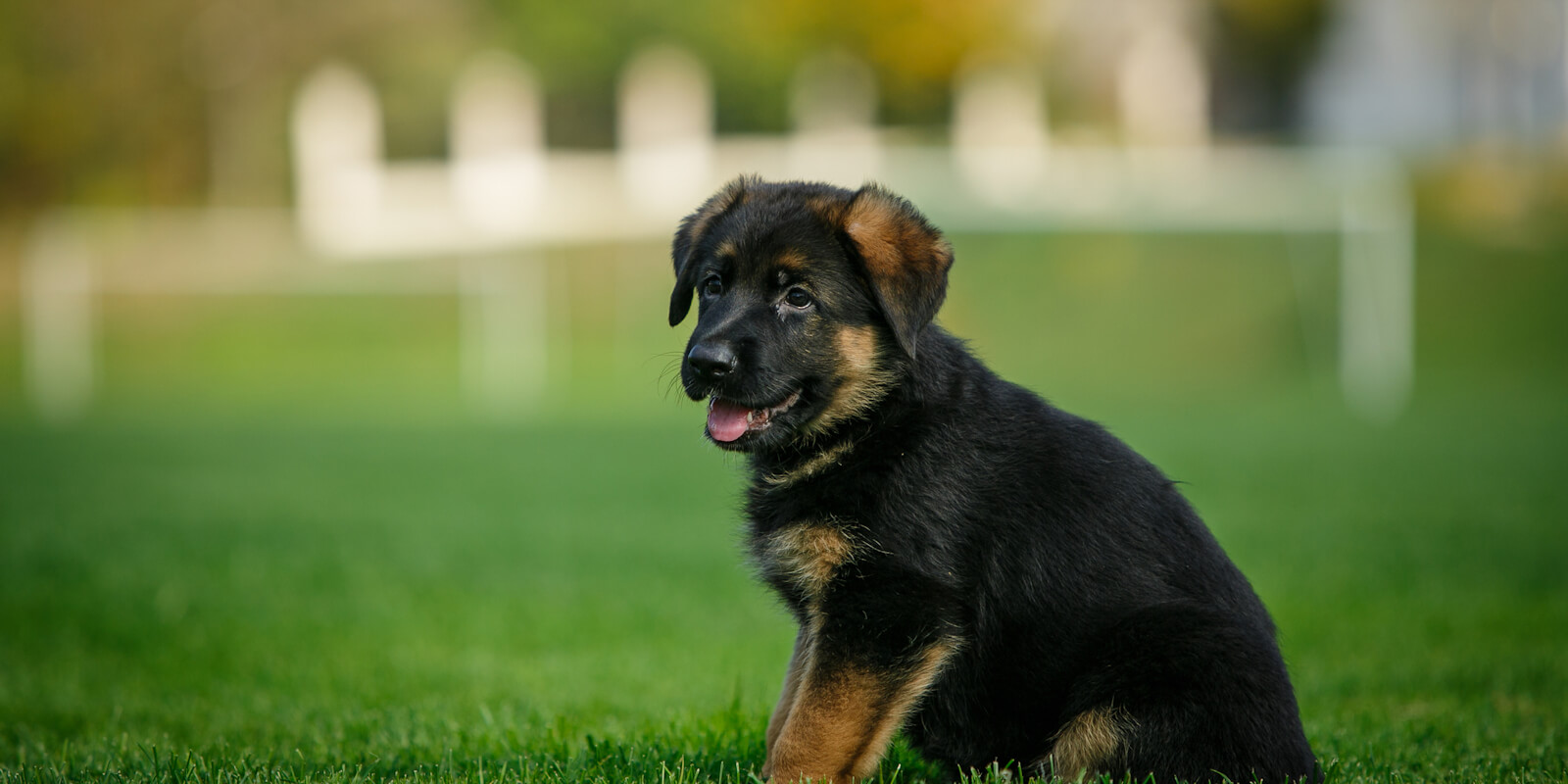 Puppy Training