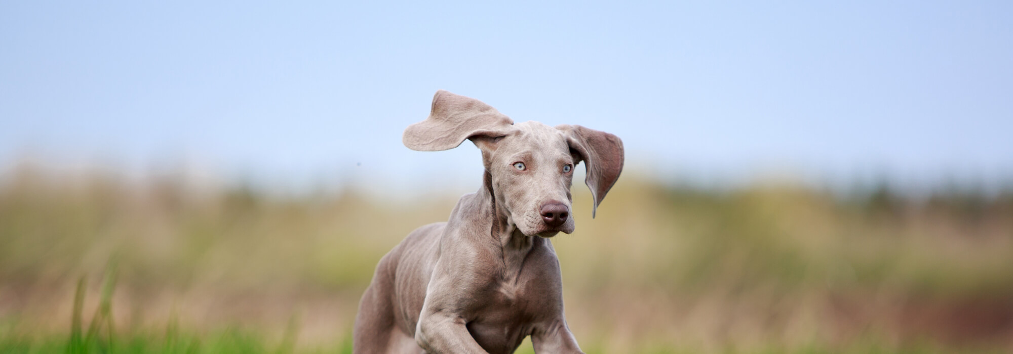 <b>Wemaraner puppy dog run in field</b> Wemaraner puppy dog run in field