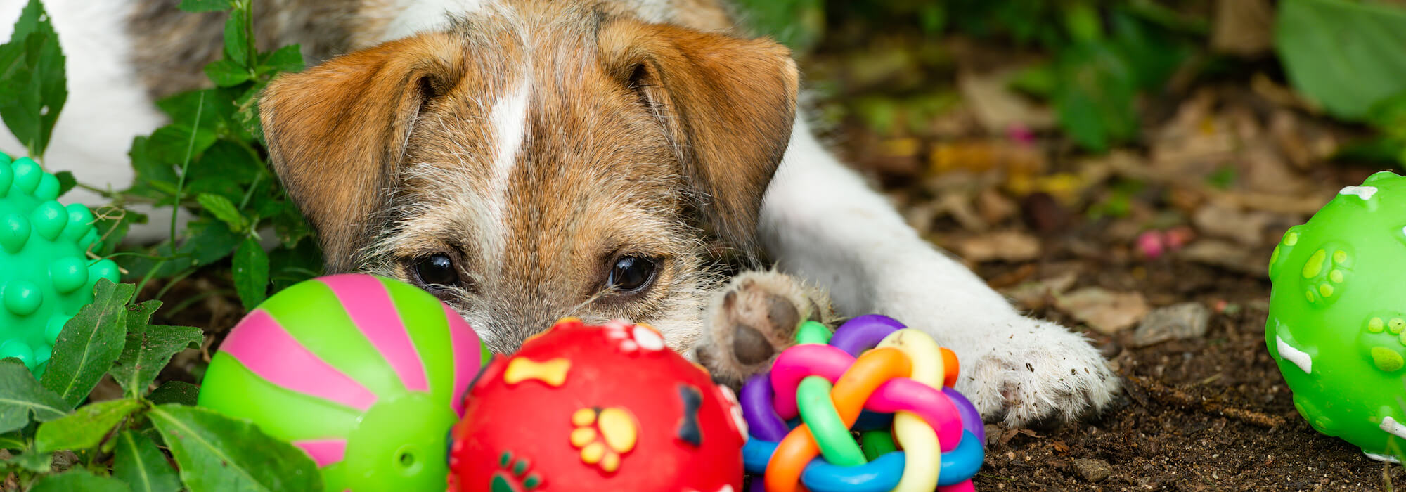 A Puppy Dog is Playing With His Toys Outside