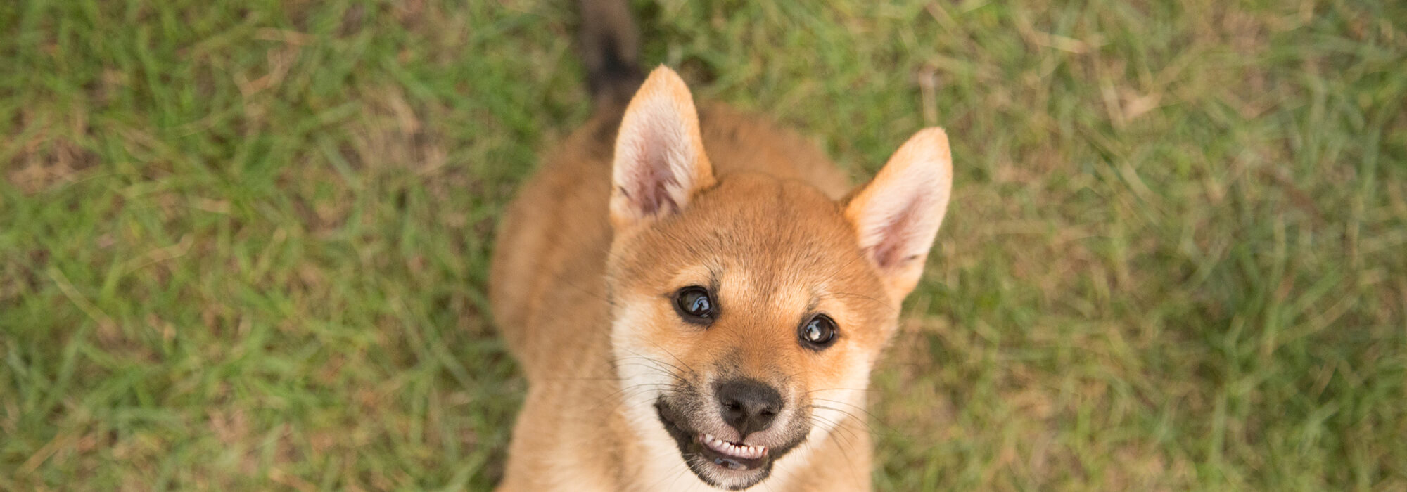 <b>Smiling shiba inu puppy on the grass</b> Smiling shiba inu puppy on the grass