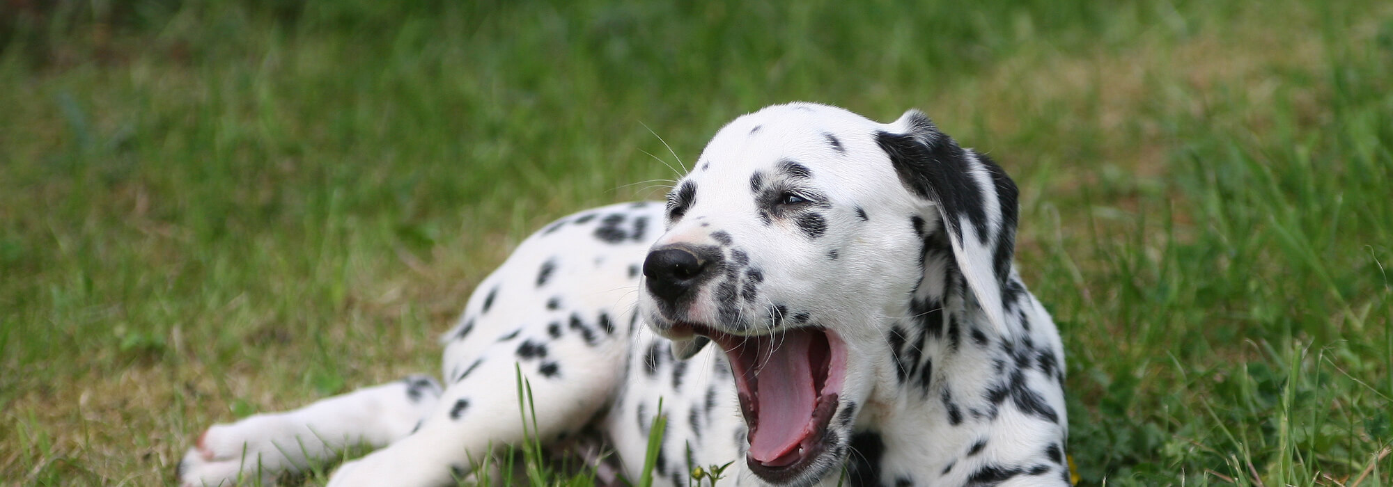 A cute eight weeks old purebred Dalmatian hound dog puppy lying and yawning