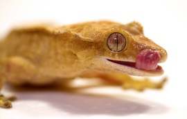 Pet Shop | Birmingham | Reptiles | Pets - Birmingham Reptiles and Pets