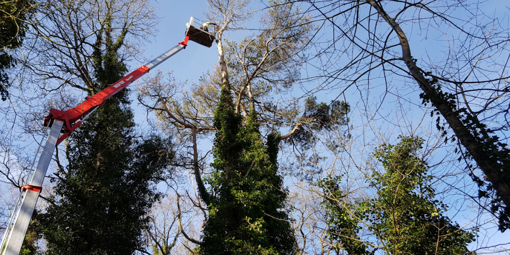 High Level Tree Dismantling