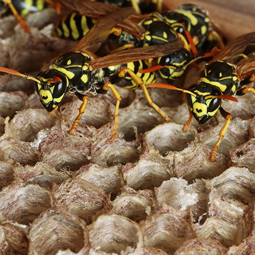 Wasp Removal Near Me | Shrewsbury - Pestguard