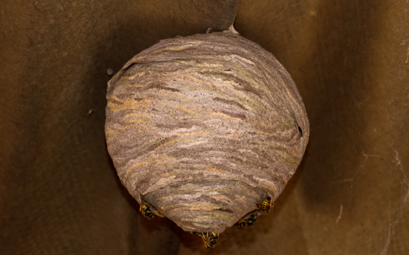 Big Wasps Nest